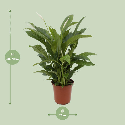 Spathiphyllum Torelli – Pflegeleichte Friedenslilie Ø17cm