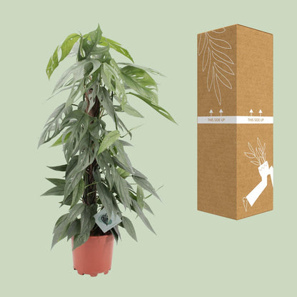 Epipremnum Pinnatum Cebu Blue – pflegeleichte Zimmerpflanze Ø17cm