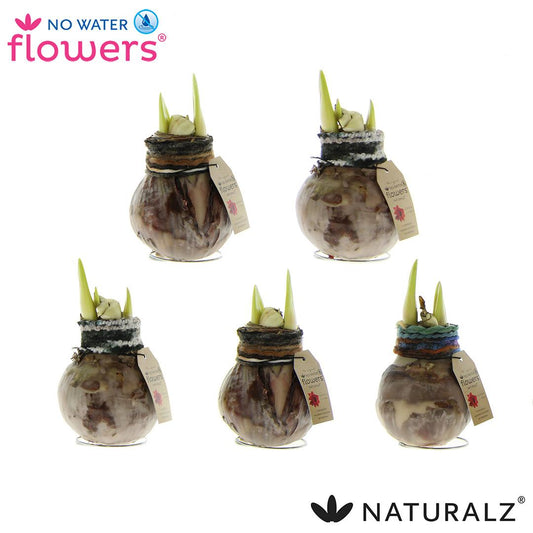 No Water Flowers Naturalz Deco Mix – 3 pflegeleichte Deko-Pflanzen Ø7 cm
