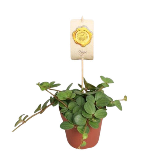 Peperomia Hope – Pflegeleichte Zimmerpflanze Ø12cm