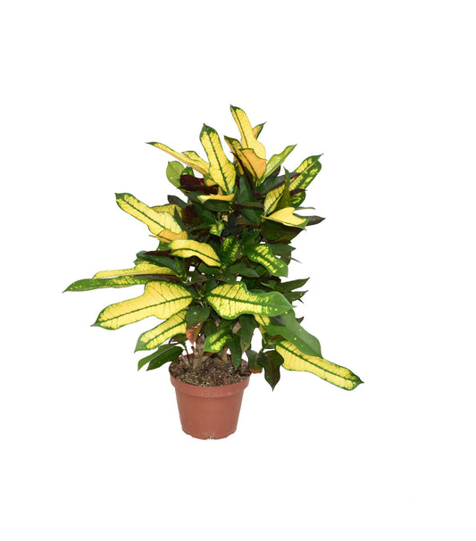 Croton Wilma P14 – Pflegeleichte, farbenfrohe Zimmerpflanze