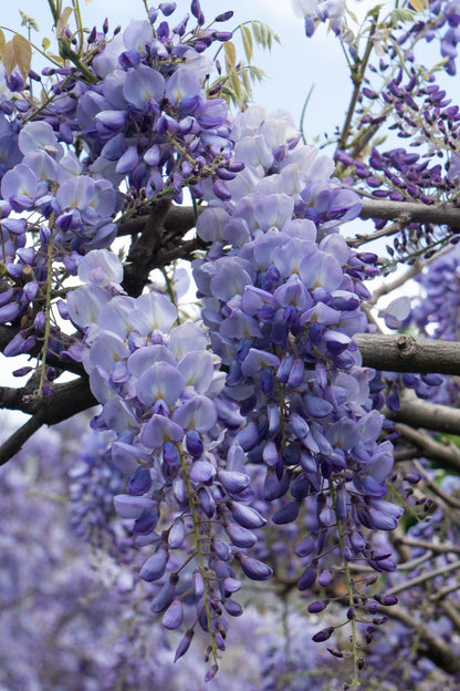 2x Wisteria sinensis 'Prolific' – Blauer Regen Kletterpflanze Ø15cm