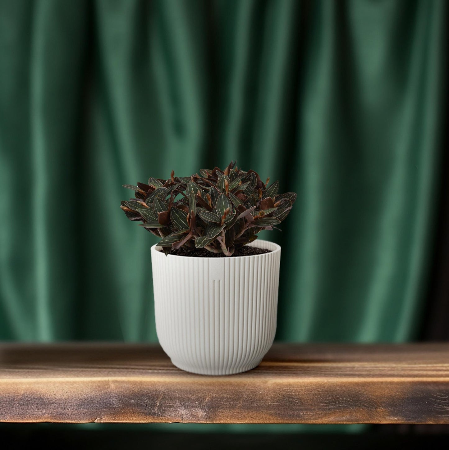 Ludisia discolor – Schwarze Juwelorchidee Ø23 cm, 45 cm hoch