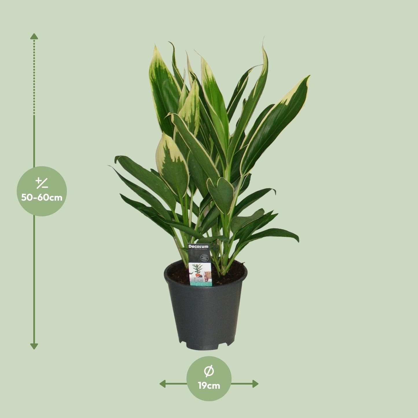 Cordyline New Conga – Pflegeleichte Zimmerpflanze Ø19cm