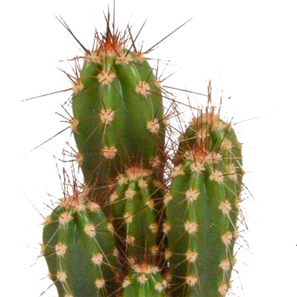 Kakteenmischung 5,5 cm - 5x - zonder pot