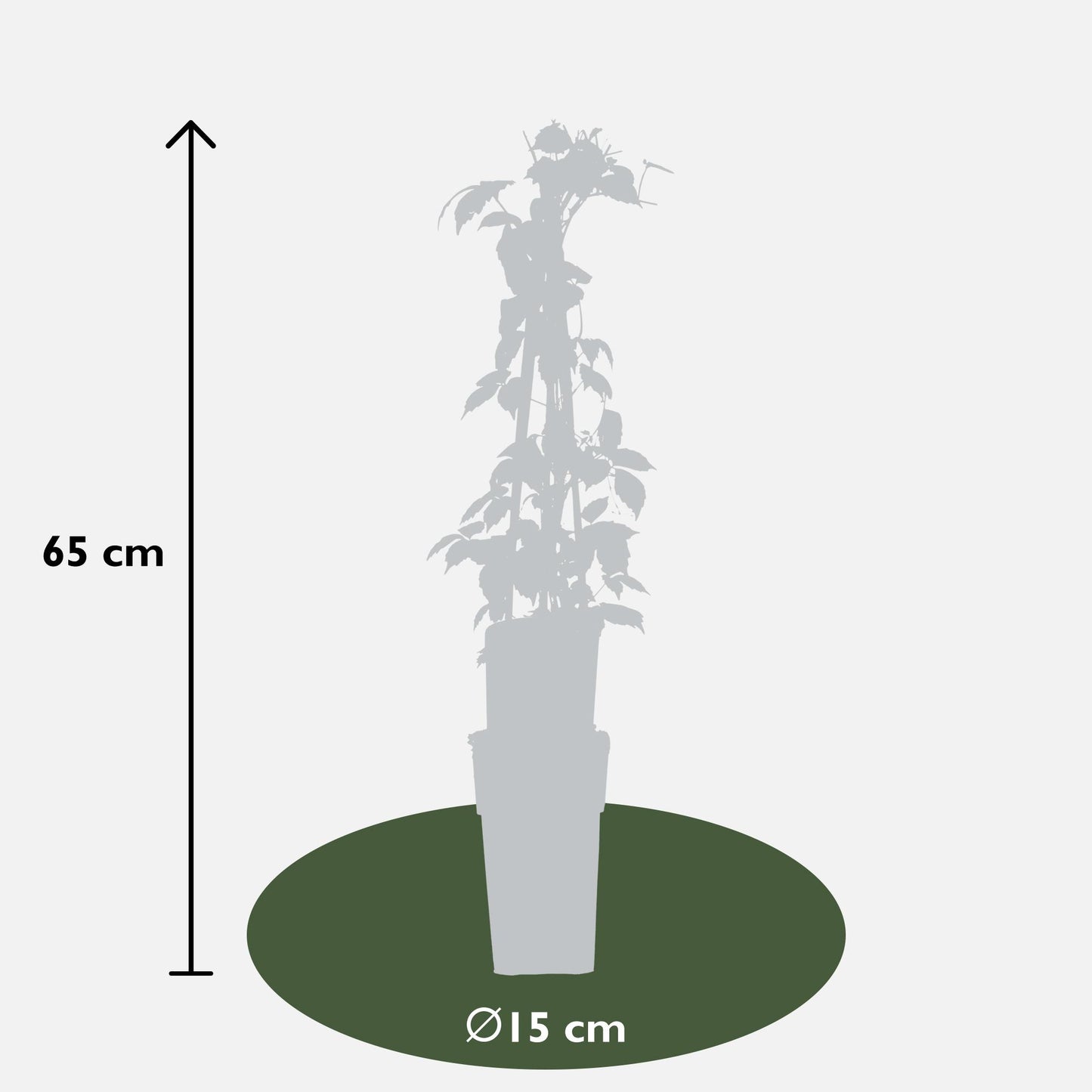 Wilder Wein 'Veitch Boskoop' – Robuste Kletterpflanze 65 cm