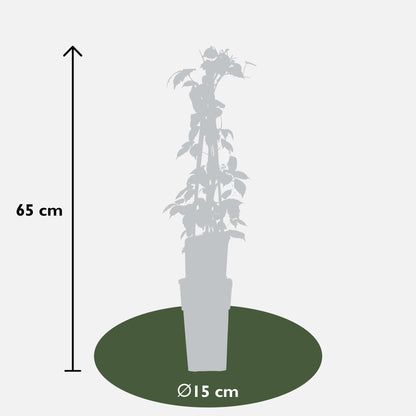 Wilder Wein 'Veitch Boskoop' – Robuste Kletterpflanze 65 cm