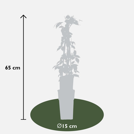 Wilder Wein 'Veitch Boskoop' – Robuste Kletterpflanze 65 cm
