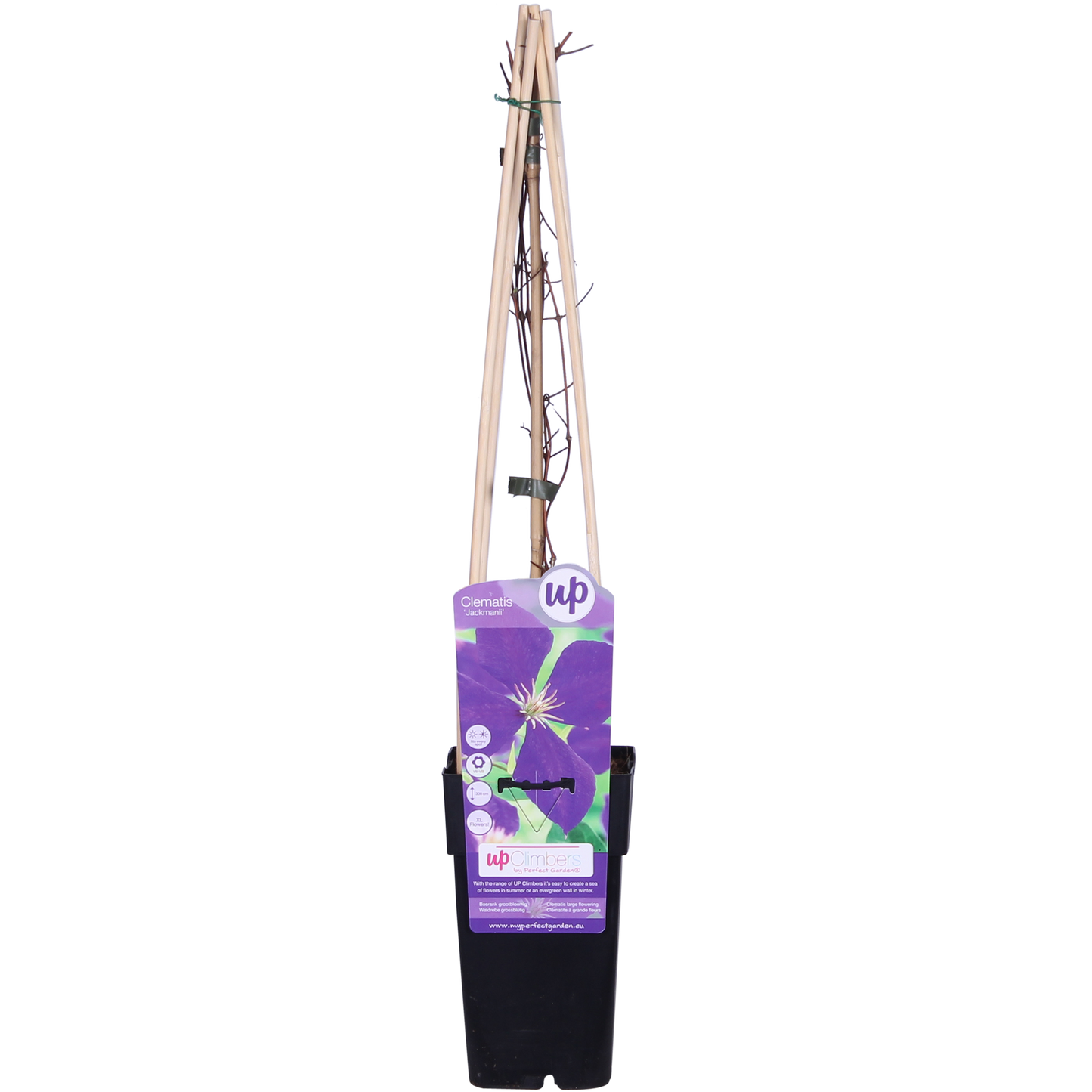 Waldrebe Jackmanii – Lila Kletterpflanze Ø15cm