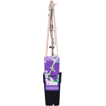 Waldrebe Jackmanii – Lila Kletterpflanze Ø15cm