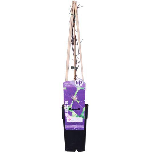 Waldrebe Jackmanii – Lila Kletterpflanze Ø15cm