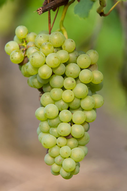 Johanniter Weinrebe Ø13cm – Bio Kletterpflanze bis 45cm