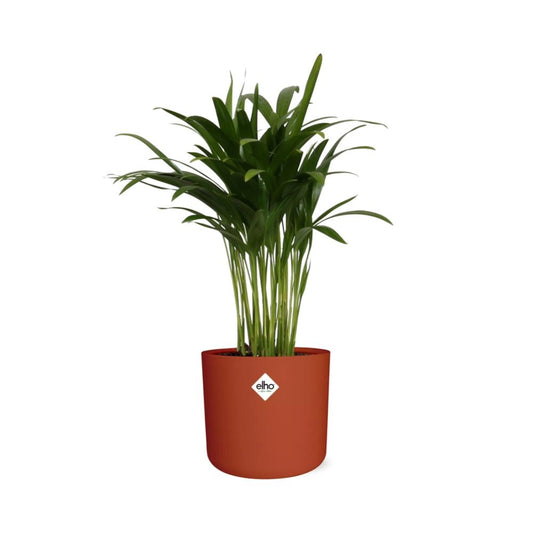 Areca Palme in ELHO b.for soft rond 14cm brique