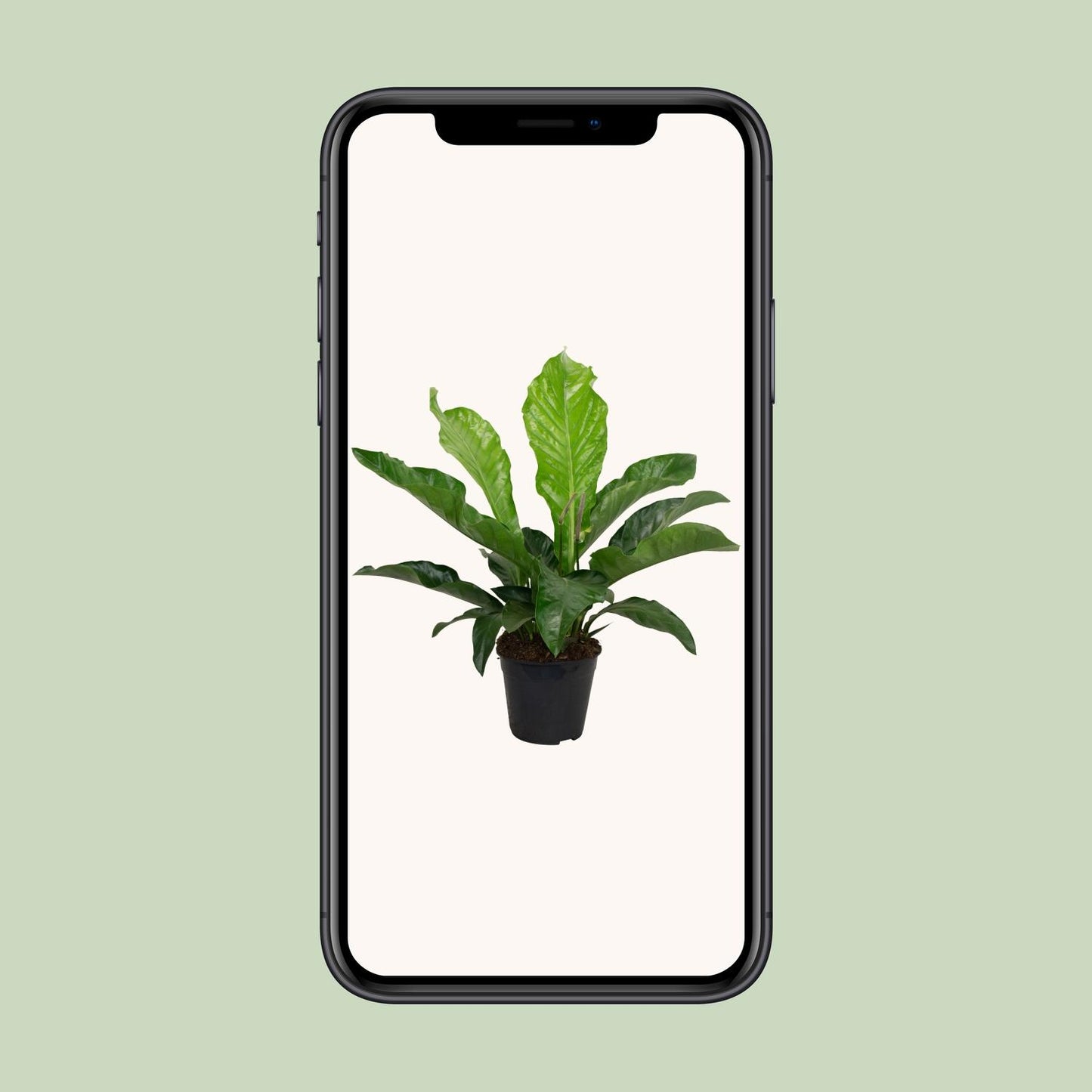 Anthurium KARMA Botanical – Elegante Zimmerpflanze Ø30cm