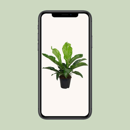 Anthurium KARMA Botanical – Elegante Zimmerpflanze Ø30cm