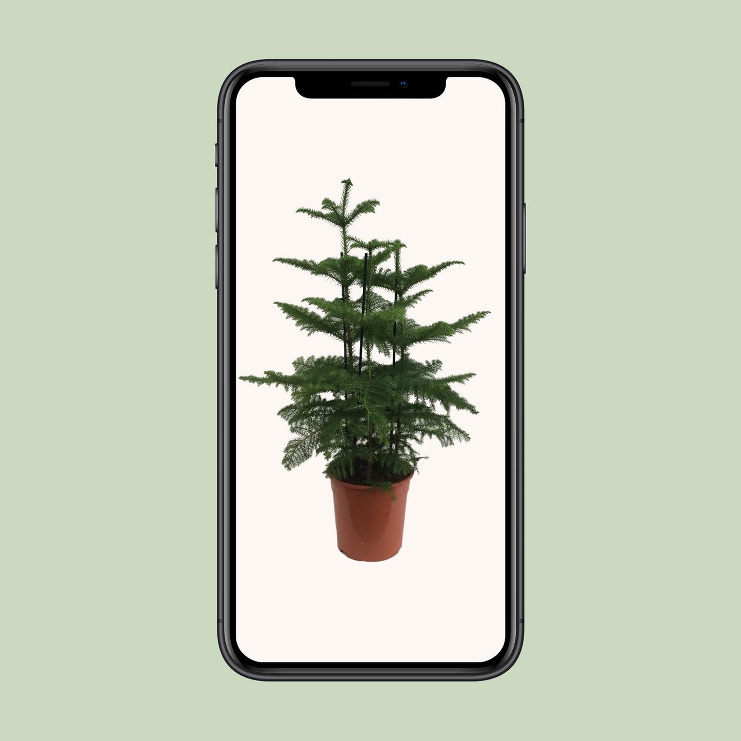 Araucaria (Affenbaum) Ø27cm, 110cm hoch