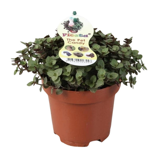 Zollpflanze Calissia Repens – Pflegeleichte Trendpflanze Ø12cm
