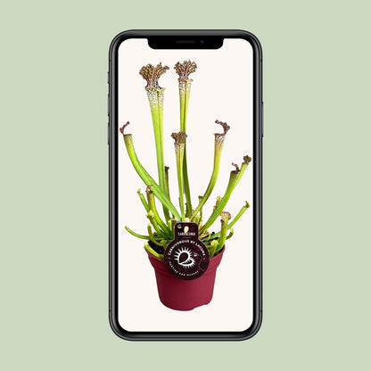 Sarracenia Farnhamii – Pflegeleichte Kannenpflanze Ø12cm