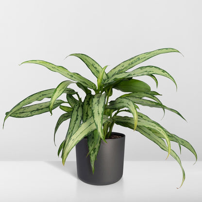 Aglaonema Cutlass – Pflegeleichte Trendpflanze Ø30cm