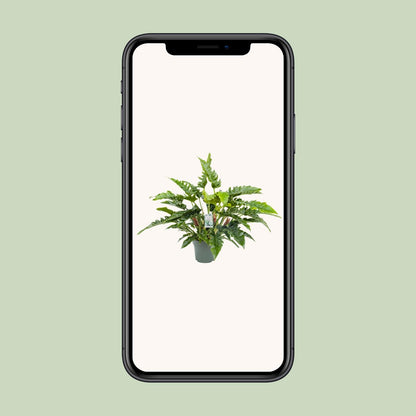 Philodendron Rambo – Pflegeleichte Tropische Zimmerpflanze 65 cm