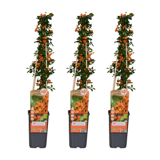 3x Pyracantha 'Soleil dOr' – Pflegeleichter Zierstrauch