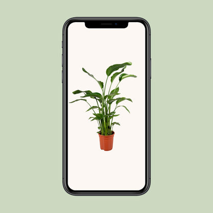 Strelitzia Nicolai – Tropische Paradiesvogelblume 100-120 cm