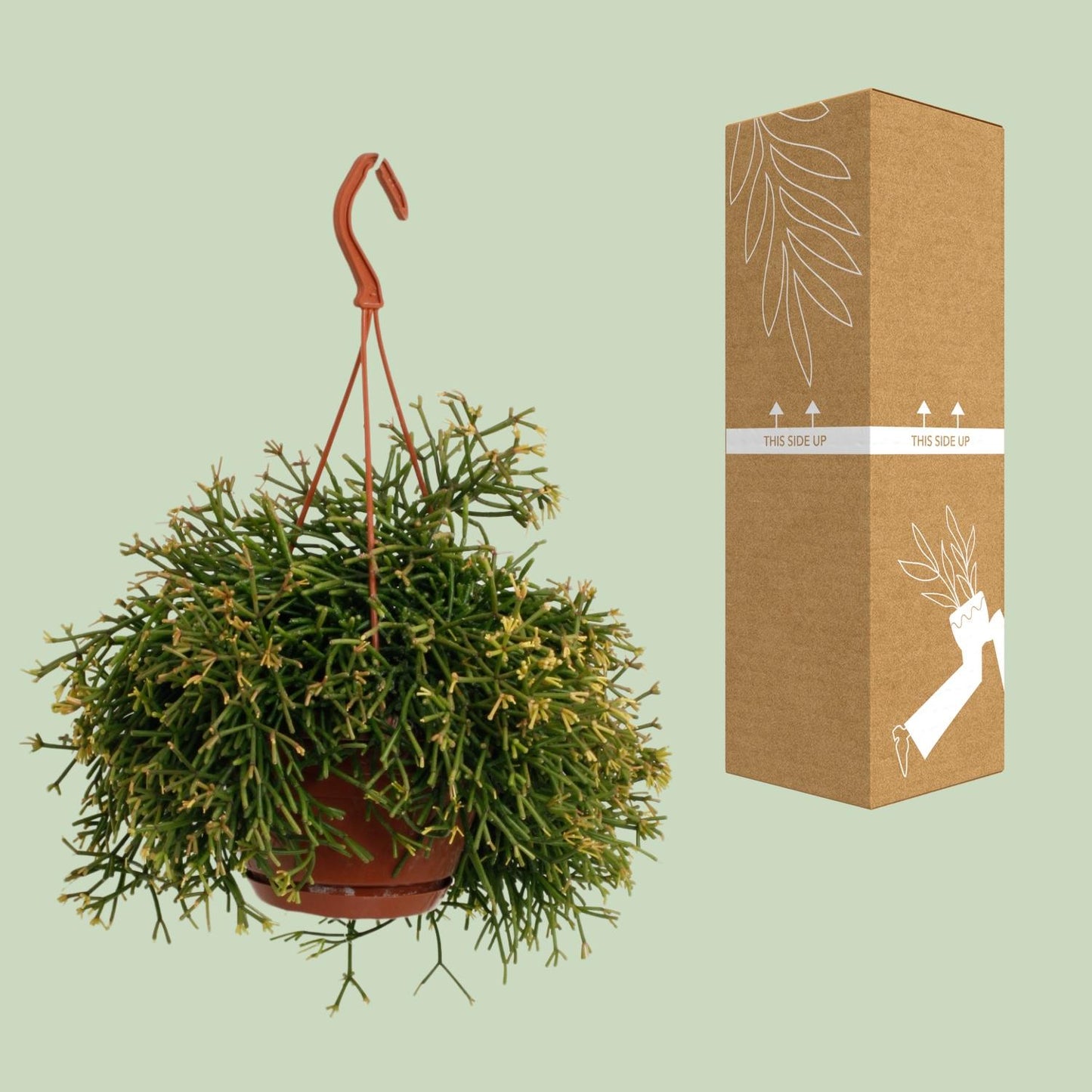 Rhipsalis Clavata – Pflegeleichte und luftreinigende Zimmerpflanze