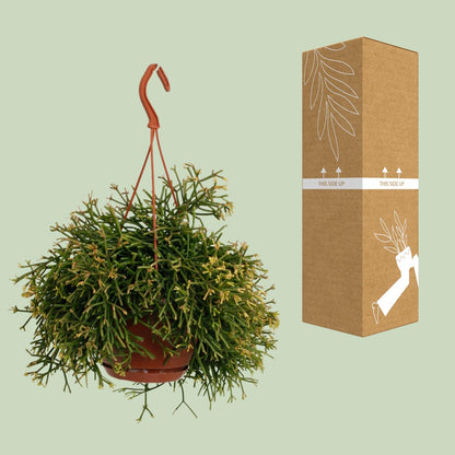 Rhipsalis Clavata – Pflegeleichte und luftreinigende Zimmerpflanze