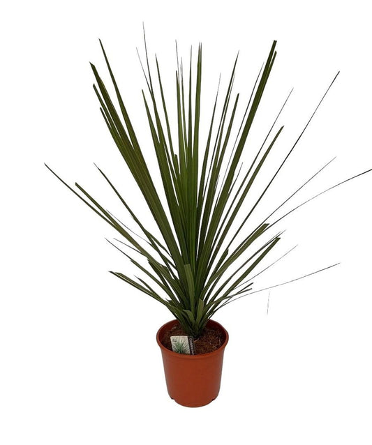 Cordyline Indivisa Peko – Pflegeleichte Design-Zimmerpflanze Ø20cm