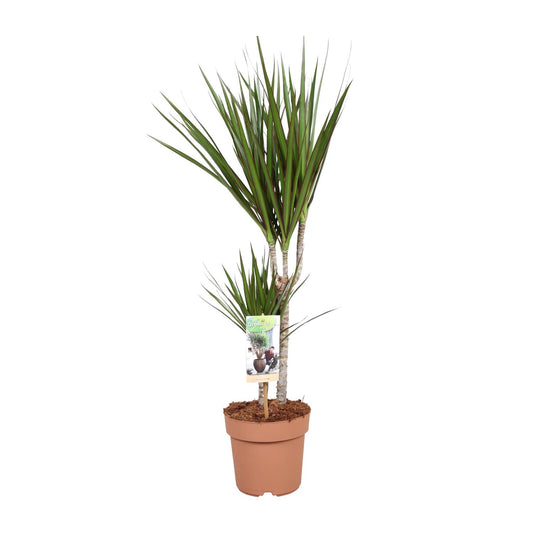 Drachenbaum Marginata – Pflegeleichte Zimmerpflanze 75 cm