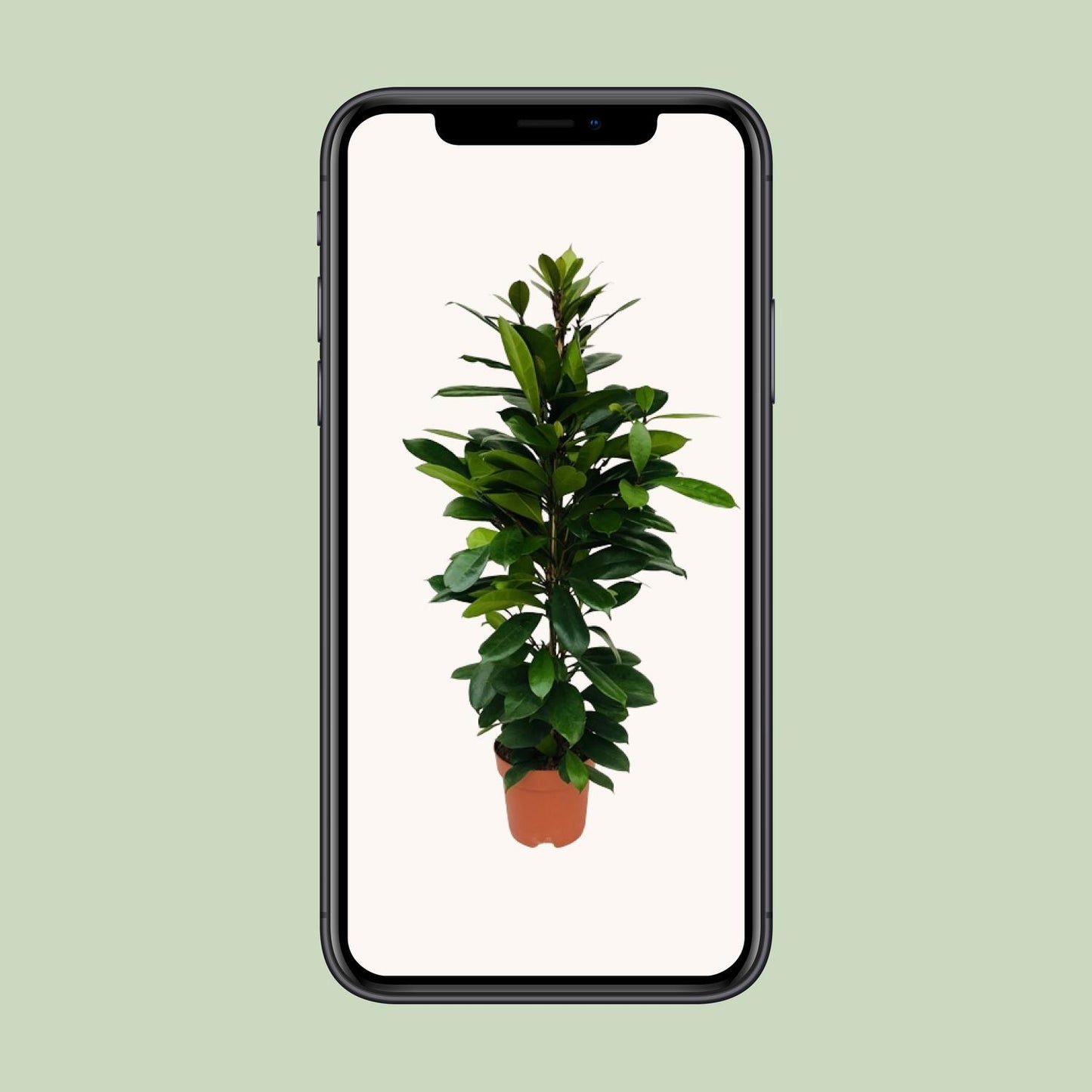 Ficus Cyathistipula – Exotische, pflegeleichte Zimmerpflanze Ø21cm