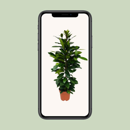 Ficus Cyathistipula – Exotische, pflegeleichte Zimmerpflanze Ø21cm