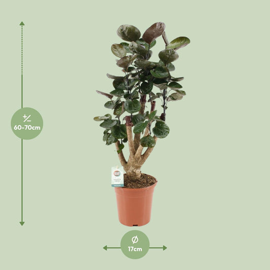 Polyscias Fabian – Pflegeleichte Zimmerpflanze Ø17cm