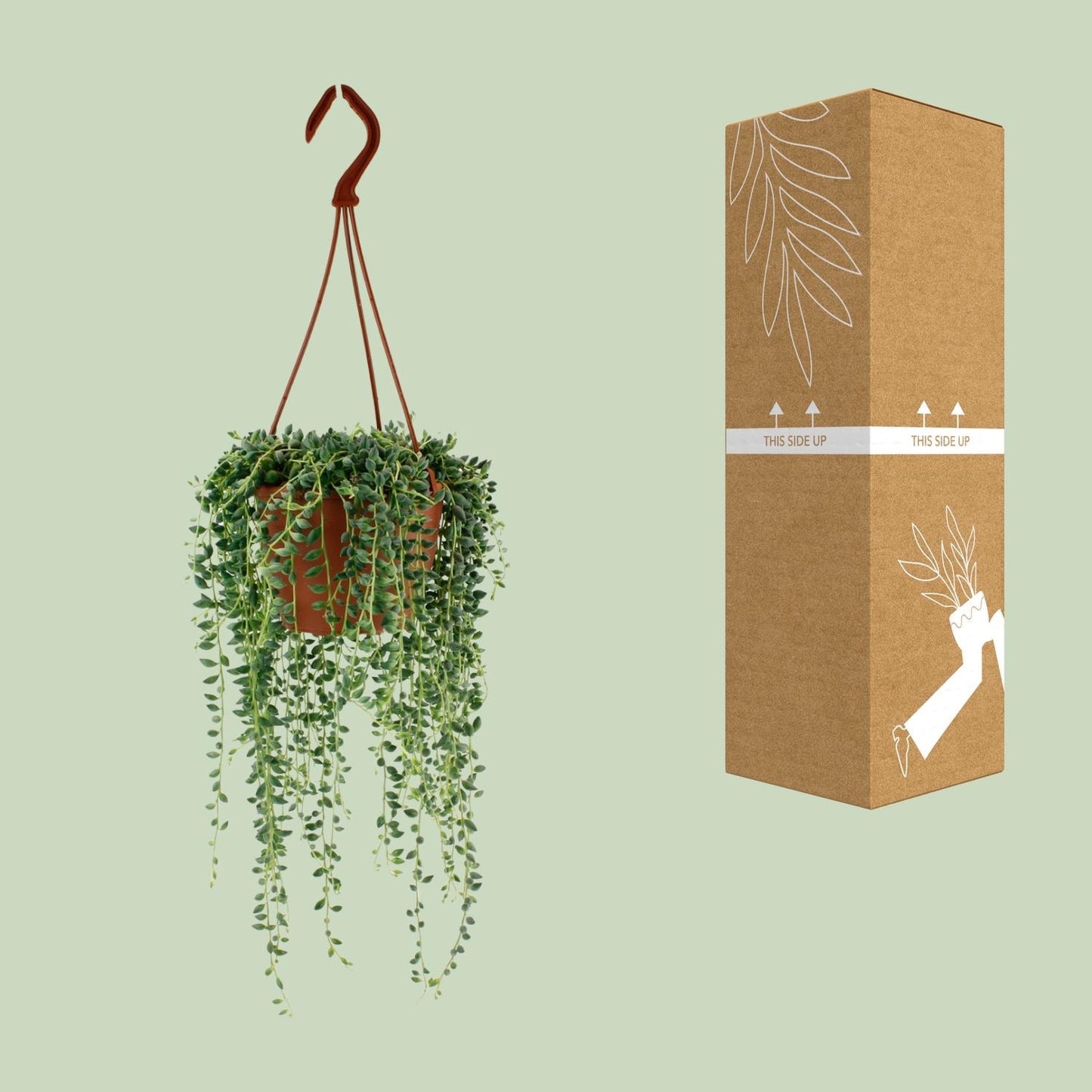 Senecio Herreianus – Pflegeleichte Trendpflanze Ø12cm