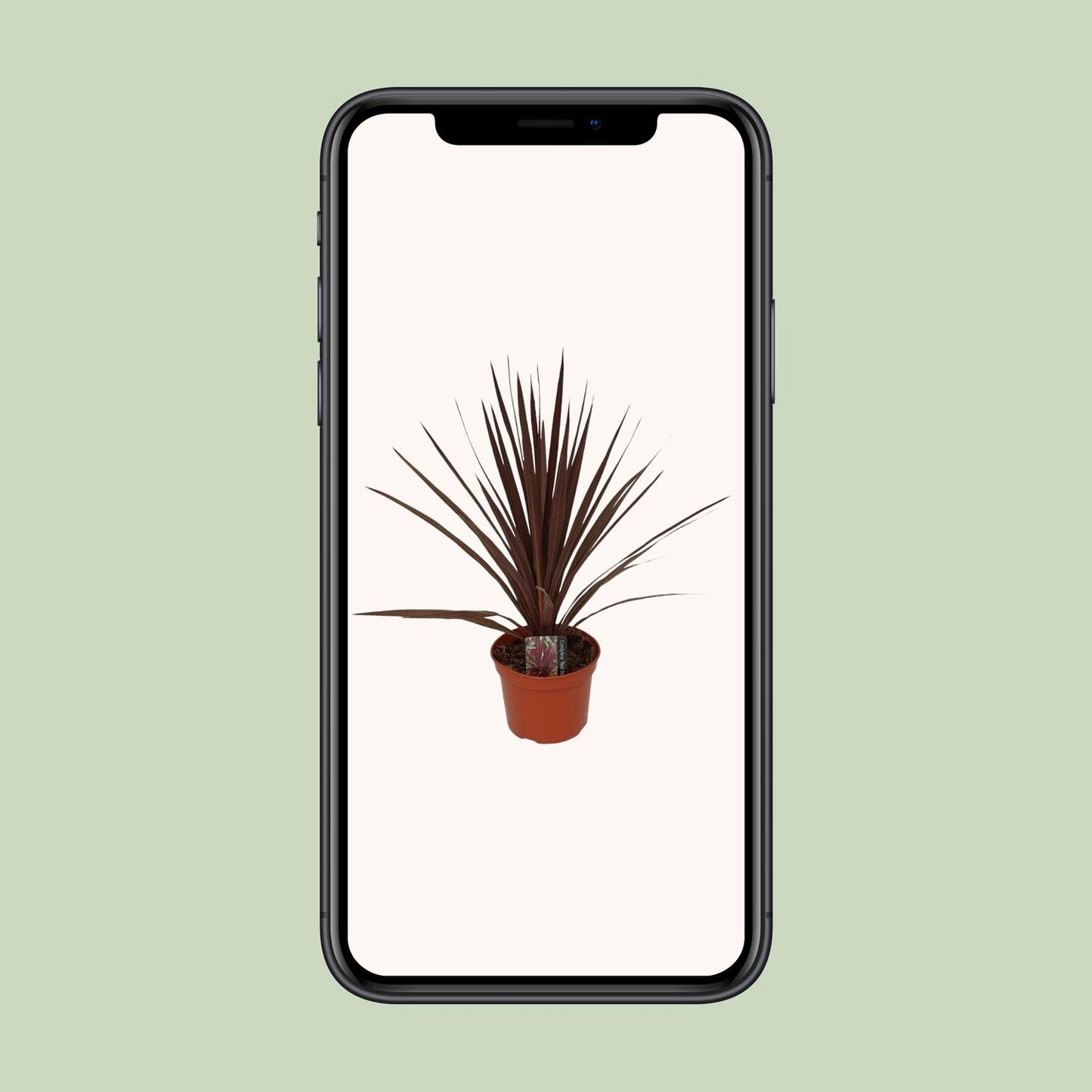 Cordyline Australis Red Star – Tropische Zimmerpflanze Ø17cm