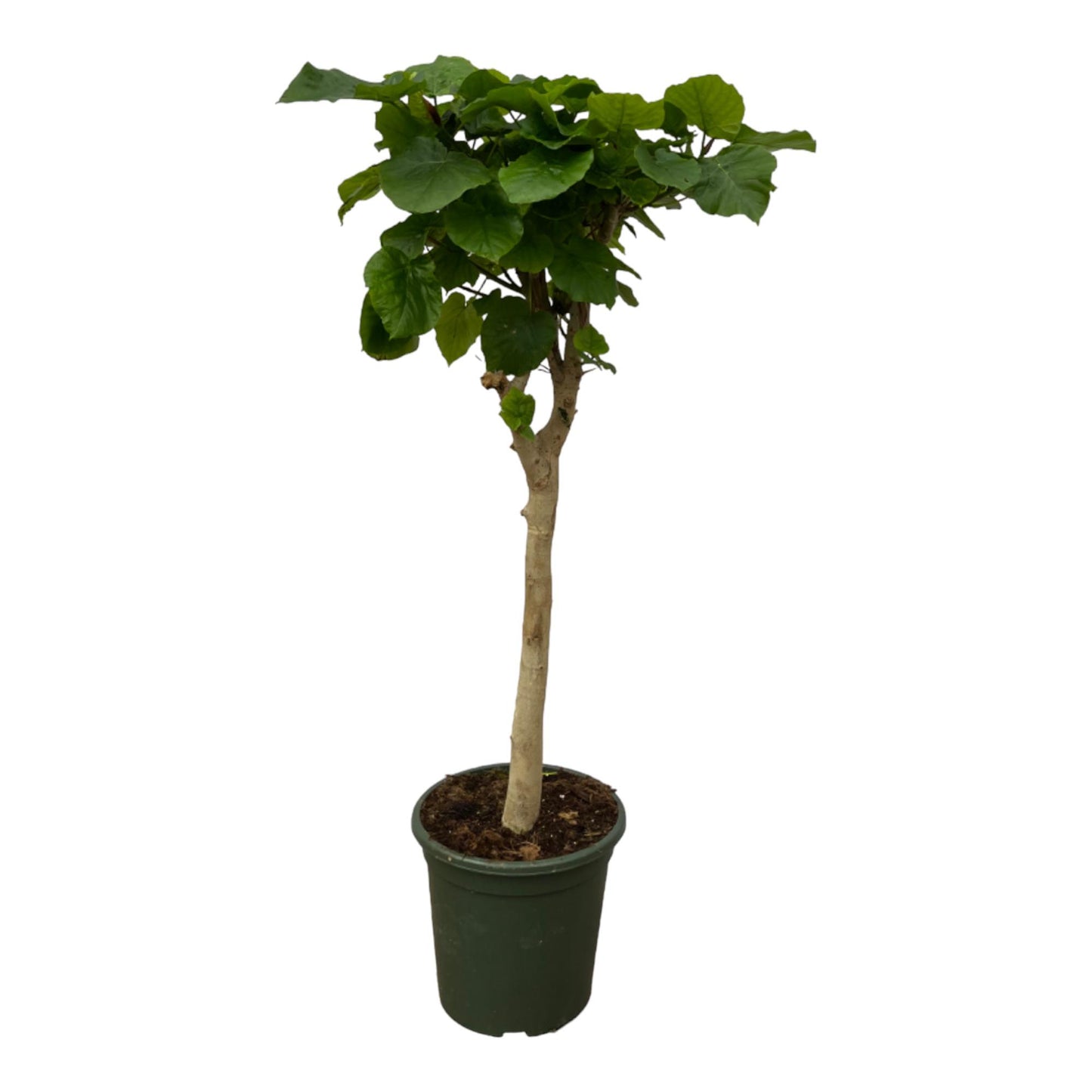 Ficus Umbellata Stamm – 140 cm, pflegeleicht & robust
