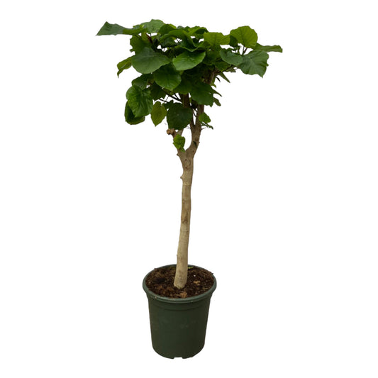 Ficus Umbellata Stamm – 140 cm, pflegeleicht & robust