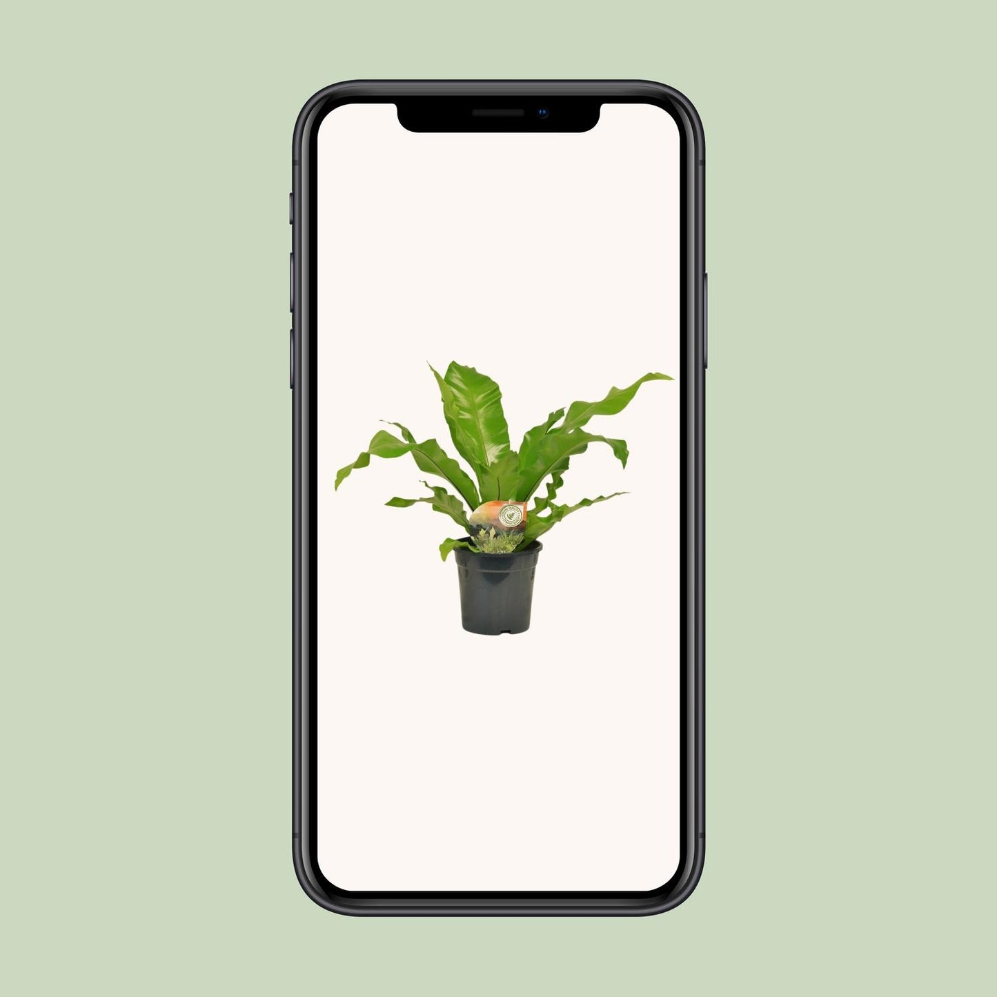Asplenium Nidus – Pflegeleichter Nestfarn Ø17cm, 60cm hoch