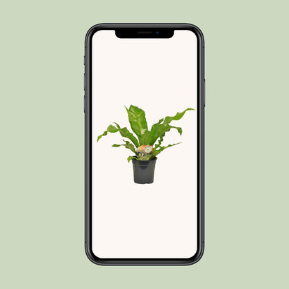 Asplenium Nidus – Pflegeleichter Nestfarn Ø17cm, 60cm hoch