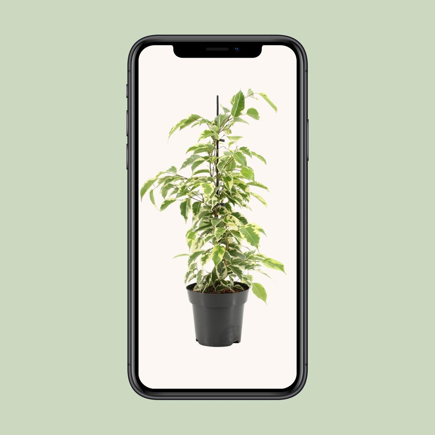 Ficus Benjamina Samantha – Pflegeleichte Zimmerpflanze Ø14cm