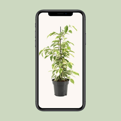 Ficus Benjamina Samantha – Pflegeleichte Zimmerpflanze Ø14cm