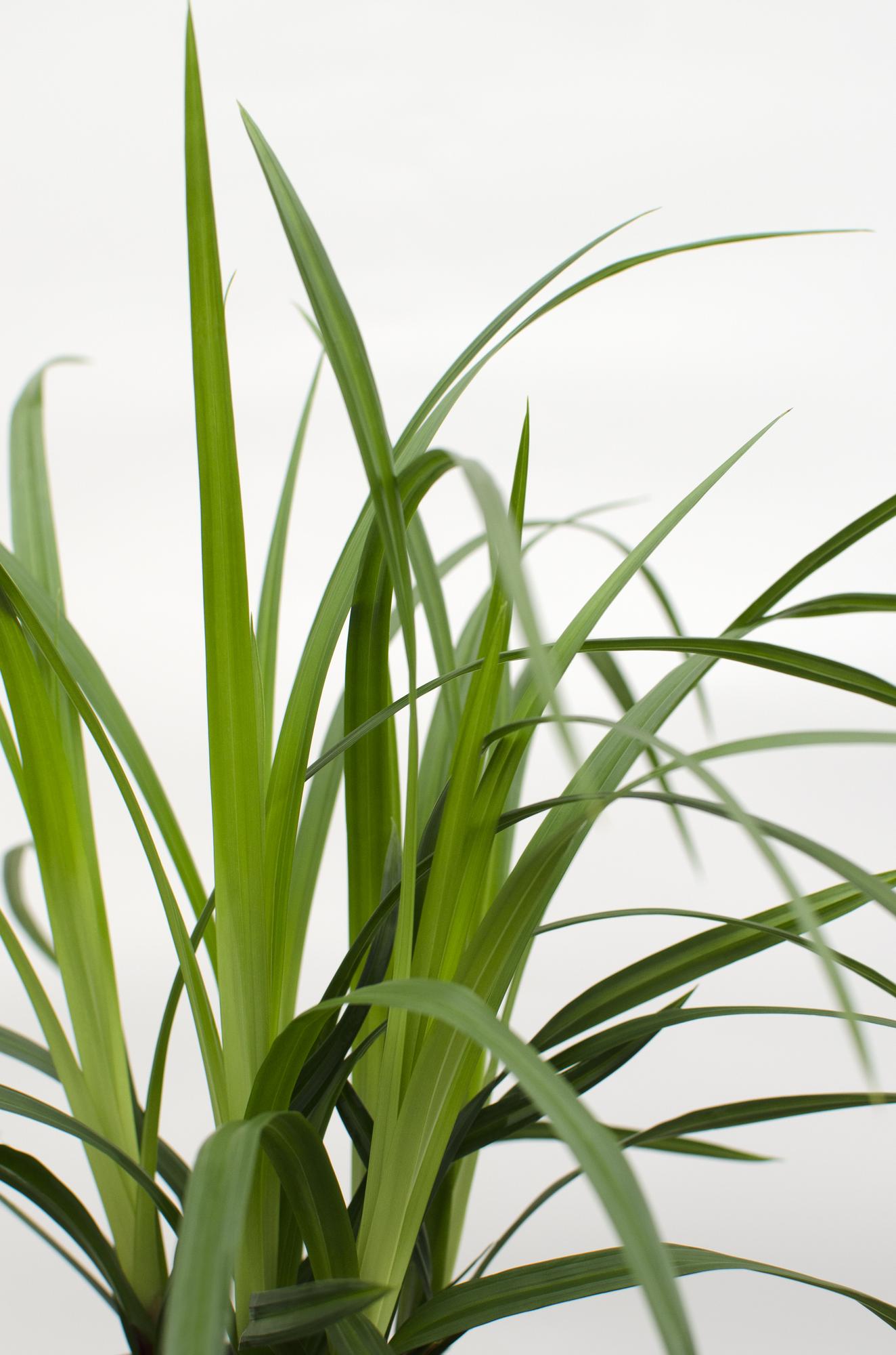 3x Carex morrowii 'Irish Green' – Pflegeleichtes, robustes Ziergras Ø14cm