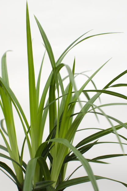 3x Carex morrowii 'Irish Green' – Pflegeleichtes, robustes Ziergras Ø14cm