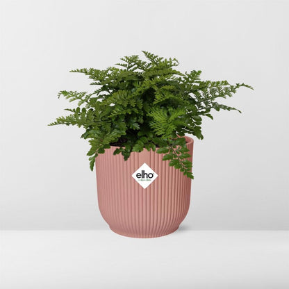 Asplenium Parvati Farn in ELHO Vibes Fold 14cm rosa