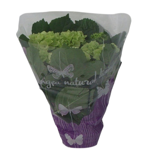 Endless Hydrangea – Elegante Zimmerhortensie Ø14cm