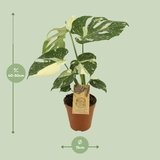 Monstera Thai Constellation – Exotische, pflegeleichte Zimmerpflanze Ø15cm