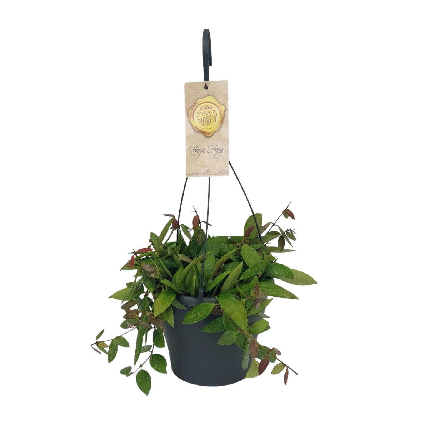 Hoya Gracilix – Pflegeleichte Wachsblume Ø19cm