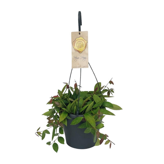 Hoya Gracilix – Pflegeleichte Wachsblume Ø19cm