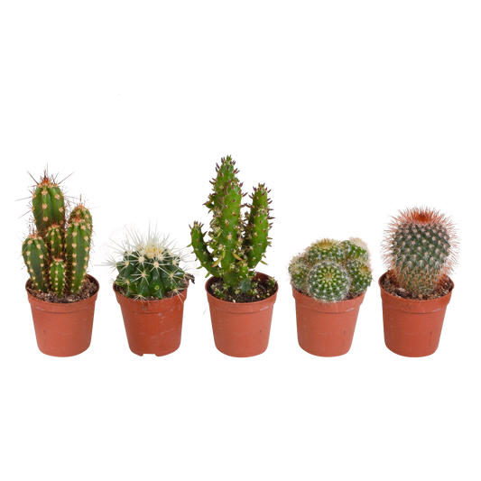 Kakteenmischung 5er Set ohne Topf 5,5 cm