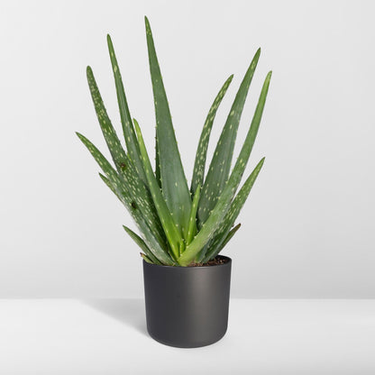 Aloe Vera Ø12cm – Pflegeleichte und luftreinigende Zimmerpflanze